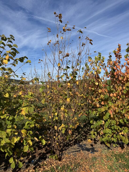 American hazelnut (Corylus americana)